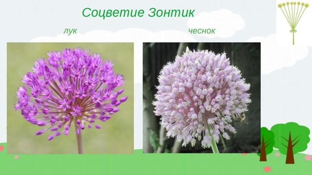 Виды соцветий