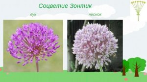 Виды соцветий