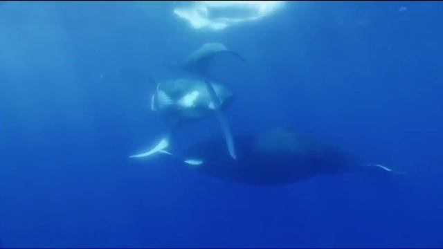 Emotions Trance чувства