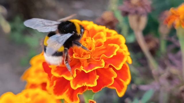 Macro Photography. Flight Of Bumblebee