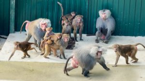 ТАКОГО ДОМ2 мы еще не видели! Вся стая ВОЗБУЖДЕНА до предела! ГАЛОПОМ по вольеру! Что случилось?