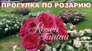 Прогулка по розарию  Тантау. Германия.