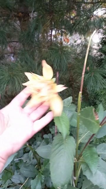 Георгины крупноцветковые, моя коллекция