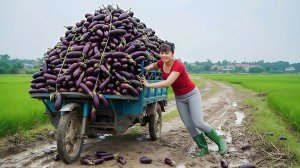 Собрала почти тонну баклажанов и везу на грузовике для продажи на загородный рынок. Фуонг. Вьетнам