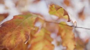 Музыка которая возвращает улыбку Позитивные мелодии @Music-Word-2024