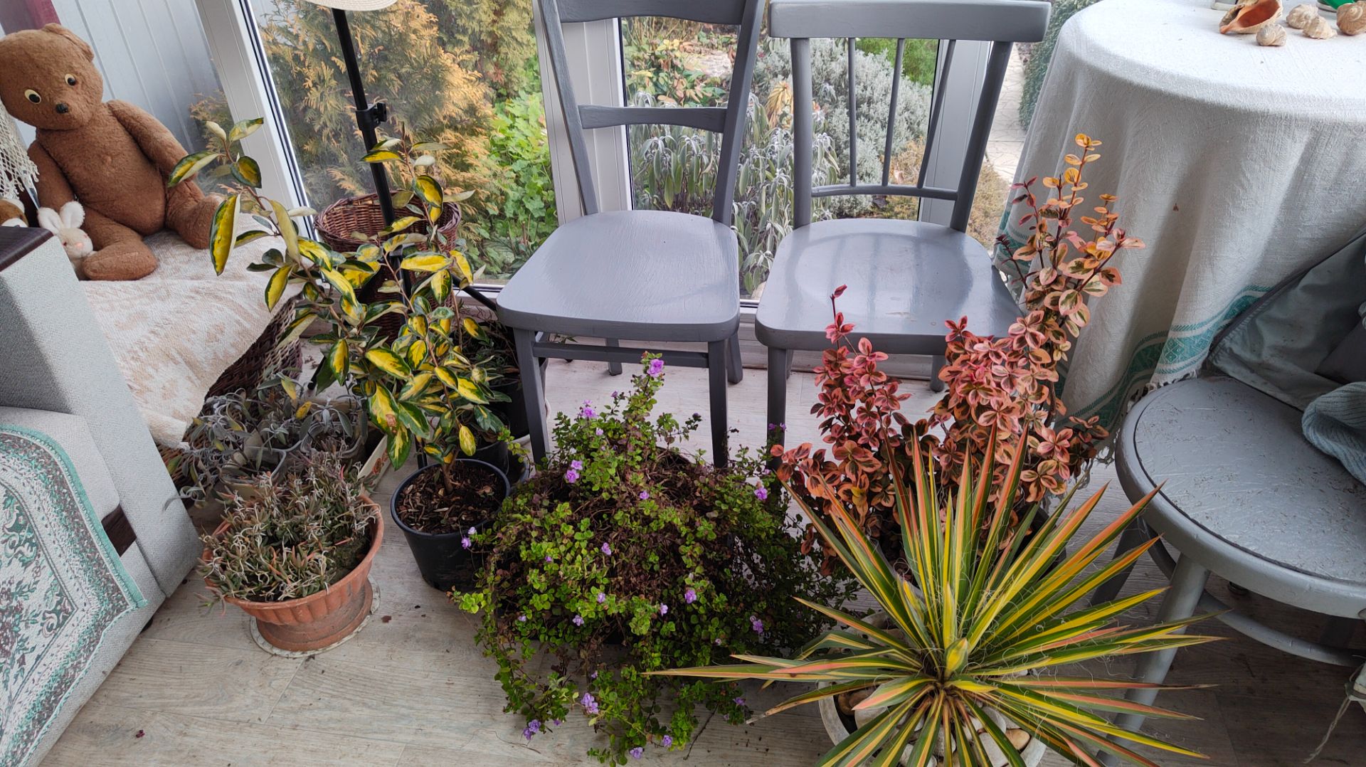 Про тисы в южном саду и куда планирую высадить свои покупки 17.12.2025 г. Пятигорск. смотреть онлайн