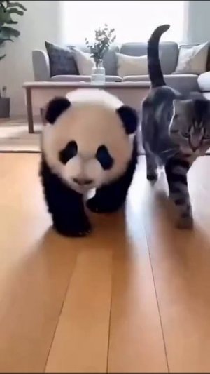 Кошечка и Панда Дружба на Века