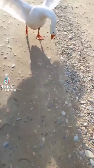 Мем часть 2