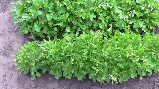 Кресс-салат ВИТАМИННЫЙ смотреть онлайн