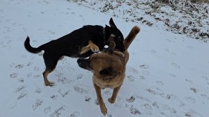 Неправильная зима, цветущий лимон и шебутные зверюшки