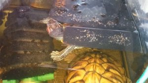 Красноухие черепахи 🐢🐢🐢 с утра 18 декабря 2025 года. 18-12-2025. Умная колонка Маруся!!!