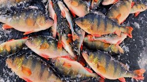 ОДНА ЛУНКА СДЕЛАЛА РЫБАЛКУ! ЗИМНЯЯ РЫБАЛКА НА ОКУНЯ. ЛОВЛЯ ОКУНЯ НА МОРМЫШКУ ЗИМОЙ.