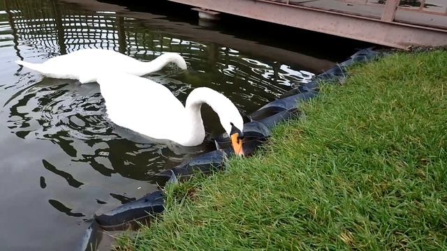 Белоснежные лебеди и травка.