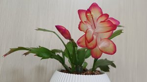 Комнатные растения🌹🌿🌹🌿🌹 Новости с цветочных полочек👋😁