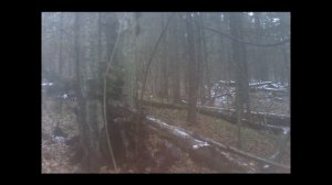 ПЕРВАЯ КУНИЦА в этом году!!! установка проходных капканов на куницу, + фотоловушка