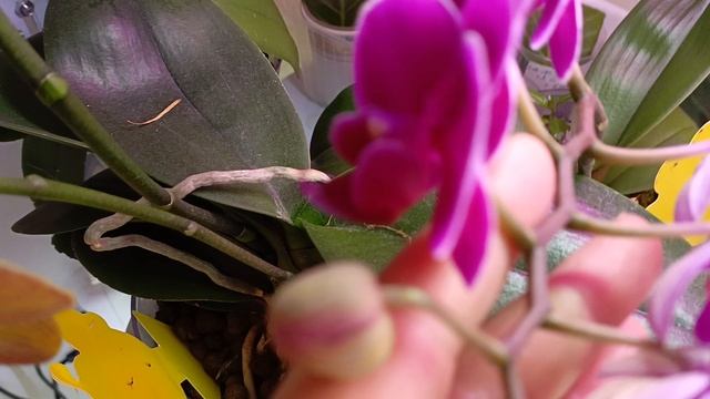 Большой обзор всех моих растений! Новая глоксиния расцвела, новые цветоносы у орхидей! 😍🙏 смотреть онлайн