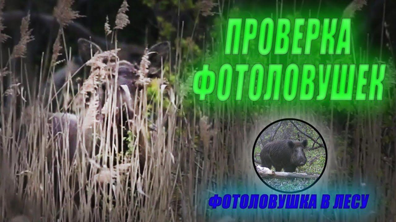 Проверка фотоловушек. Что с камерой на солонце, попались ли бобры? / Фотоловушка в лесу