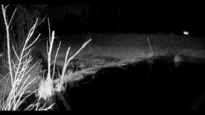 Жизнь на бобровой плотине, фотоловушка, автоматическая камера, дневная съемка, ночная съемка.