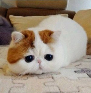 наклейки в виде котиков