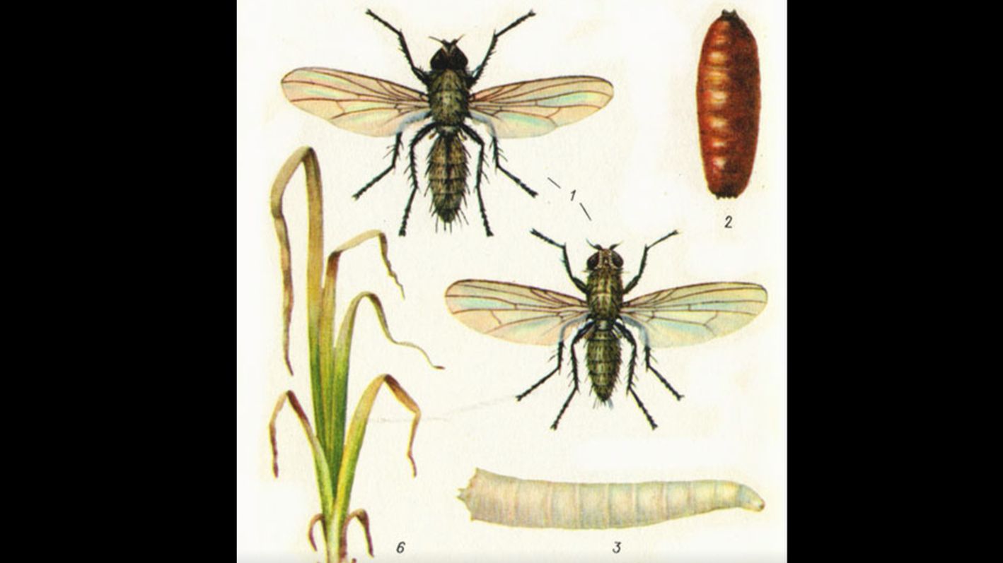 О вредителях лука смотреть онлайн