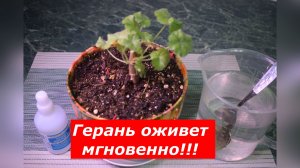 Перекись — не только для ран! Как «оживить» герань после обрезки?