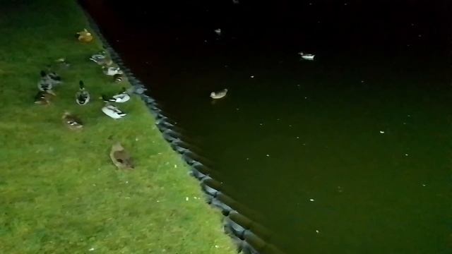 Ночные утки