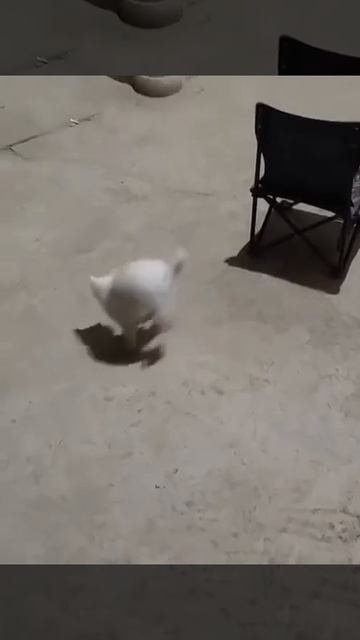 Вот не сожрать, так хоть попрыгать смотреть онлайн