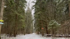 Чай с секретом / гуляем в лесу / день с нами / наш досуг