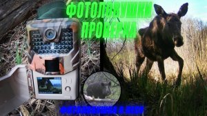 ПРОВЕРКА ФОТОЛОВУШЕК. ПТИЦЫ, ЖУКИ, ЛОСИ, но не БОБРЫ