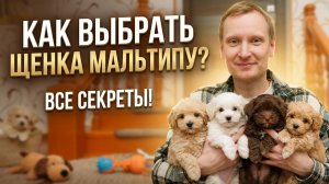 Как выбрать щенка Мальтипу?