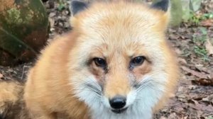 Лиса-Алиса. Лиса настаивает на двойном завтраке