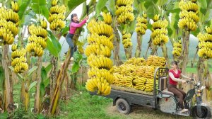 Неугомонная девушка из Вьетнама, собрала целый кузов бананов для продажи.