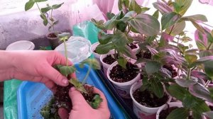 Черенкование цинии - это просто.