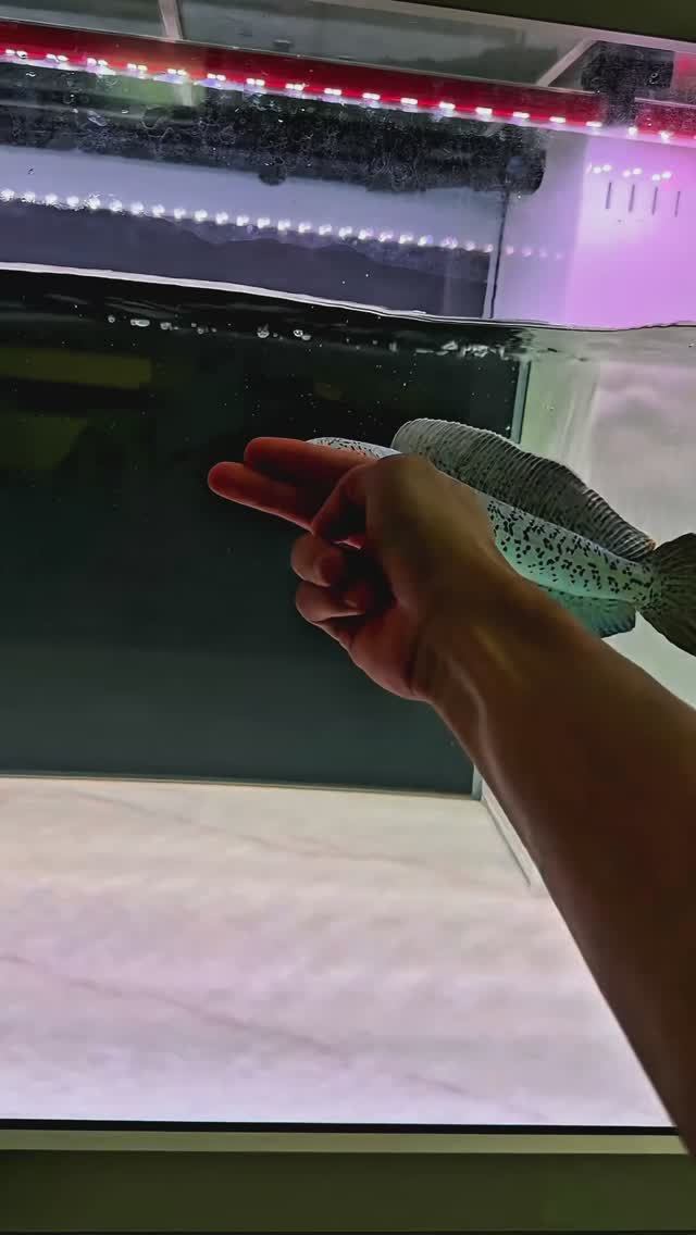 Злобный Змееголов Барку в аквариуме