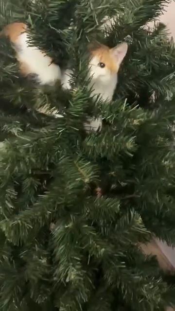 Елка без кошки - деньги на ветер. смотреть онлайн