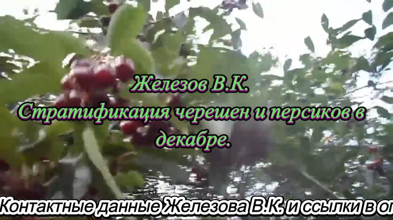 Железов В.К. Стратификация черешен и персиков в декабре. смотреть онлайн