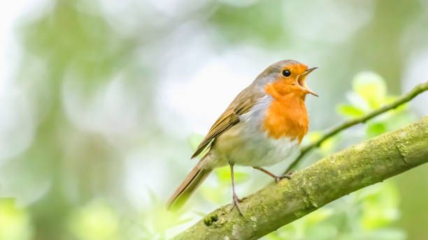 Умиротворяющее пение птиц в утреннем лесу смотреть онлайн