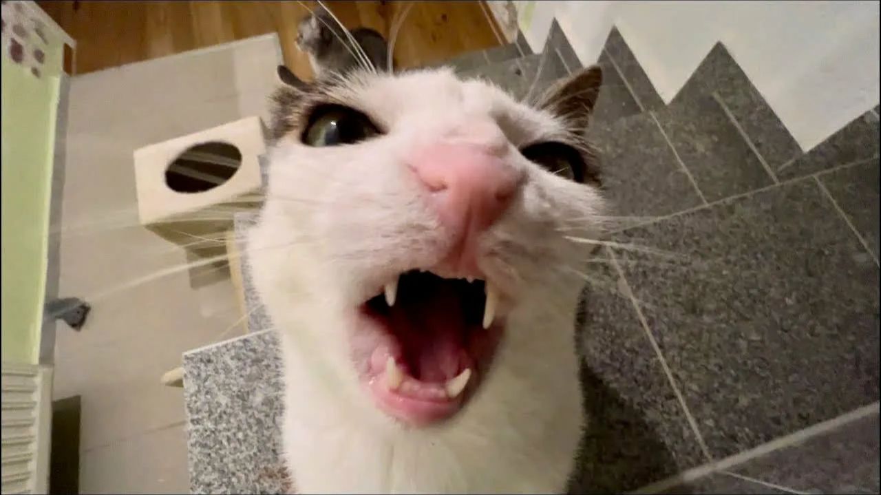 СМЕШНО ДО СЛЕЗ 😹😍 СМЕШНЫЕ КОТЫ, ЛУЧШИЕ ПРИКОЛЫ С КОТАМИ, СОБАКАМИ КОШКИ,СОБАКИ , ЖИВОТНЫЕ 🥰 смотреть онлайн