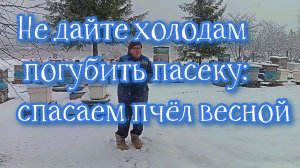 Чем опасны возвратные холода для пчел. Зимовка пчел..