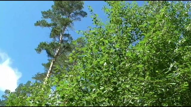 Какая польза от осины? смотреть онлайн