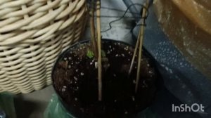 Продолжается зимовка крупнолистных гортензий в городе🌿🌺❤️