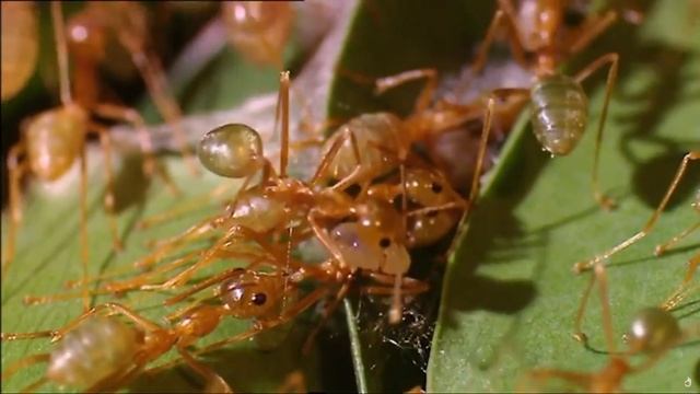 Животные, подобные нам. Сети. ПЕРЕВОД. док.фильм смотреть онлайн