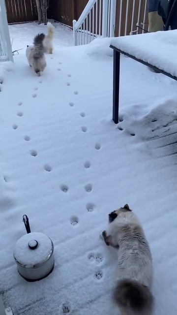 Хитрый кот, который ходит только по следам смотреть онлайн