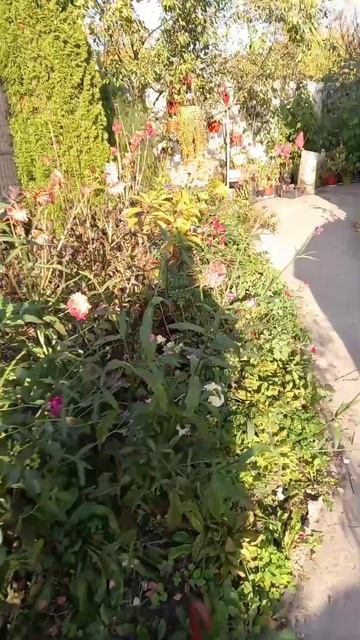 5 октября 2024 г. день учителя. Букет из садовых цветов.