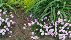 Почвопокровные растения. 2ч.