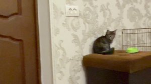 Щенок Злата привыкает к жителям Пушистого санатория