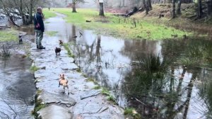 274. Надо же так рисковать! Британцам не чужды все человеческие пороки. Прогулка.