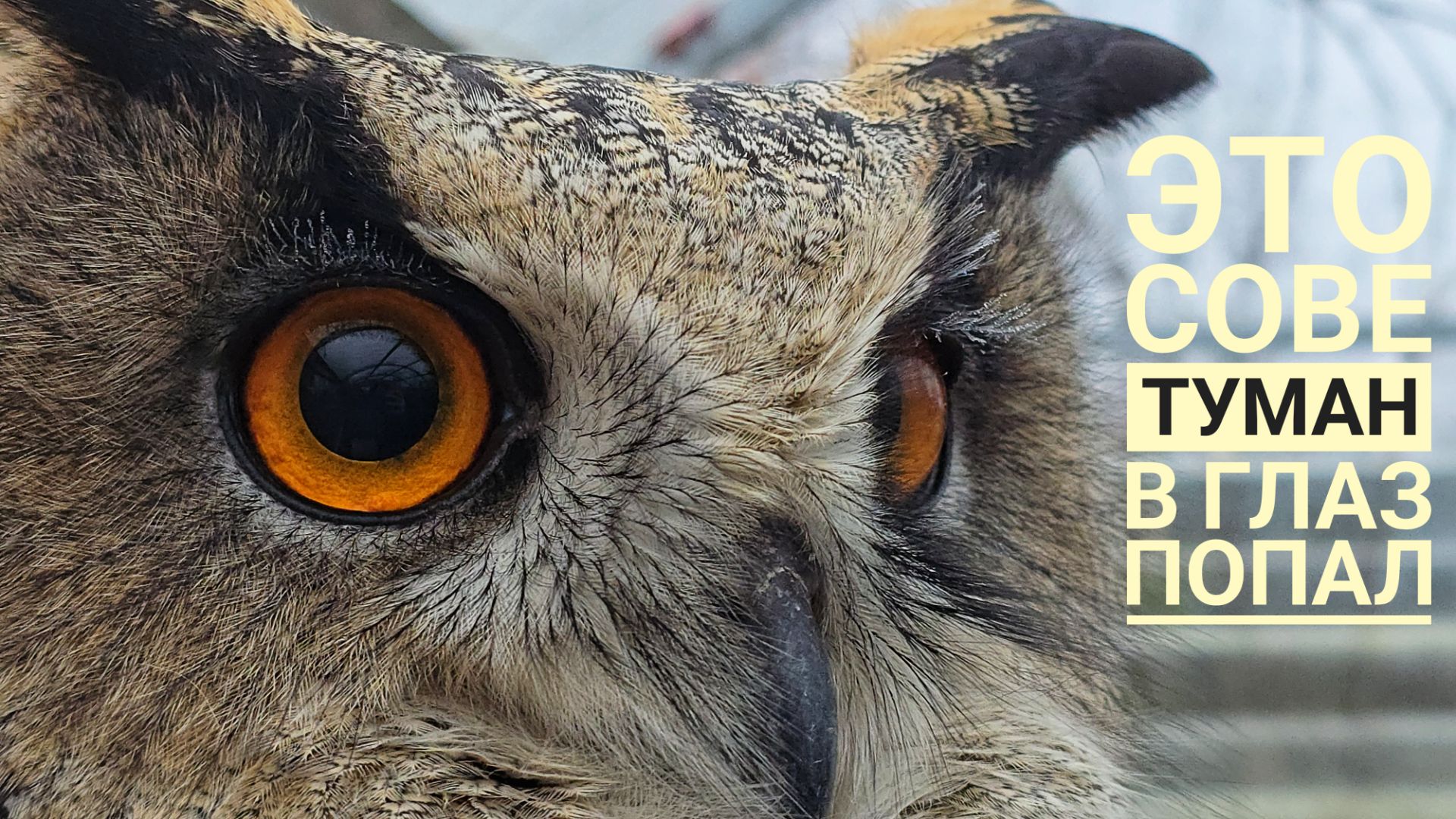 Поставили сове неясытю Кофи камеру наблюдения. Кофи наблюдает за камерой и за настройкой генератора смотреть онлайн