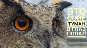 Поставили сове неясытю Кофи камеру наблюдения. Кофи наблюдает за камерой и за настройкой генератора