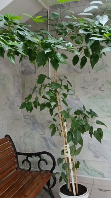 #елочка у нас нарядили в больнице смотреть онлайн